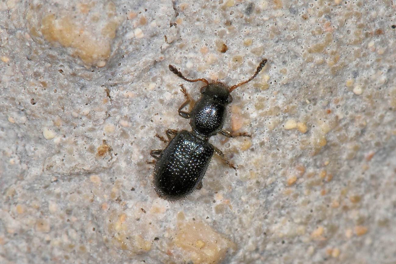 Cleridae: Korynetes pusillus? S.